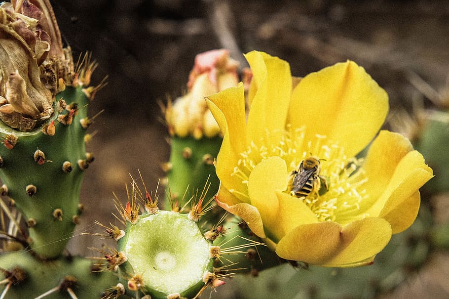 Bee in cactus flower 1080P, 2K, 4K, 5K HD wallpapers free download