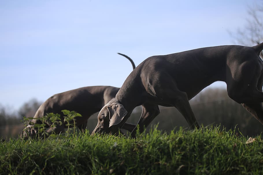 two gray dogs on grass, nature, outdoors, field, grassland, canine HD wallpaper