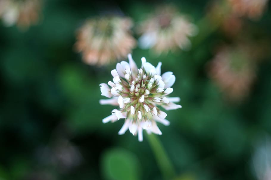 flower, summer, macro, nature, green, garden, white, flowering plant HD wallpaper
