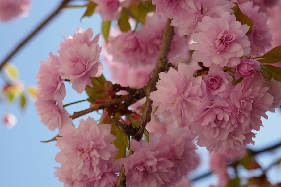 tree, trees, flowers, pink, spring, season, flowering plant HD wallpaper