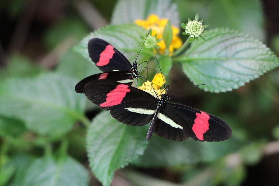 small postbote, butterfly, black, red, blossom, bloom, plant HD wallpaper