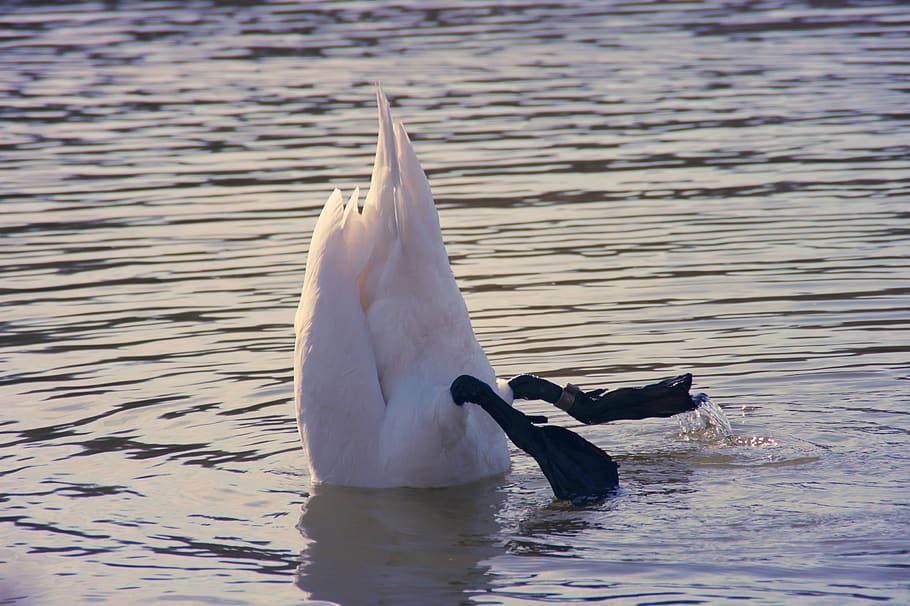swan, water, swim, head under water, head in the sand, feather