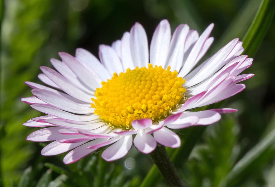 daisy, blossom, bloom, yellow, spring, white, pink, flower HD wallpaper