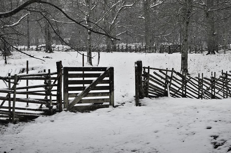 sweden, forest, trees, winter, fence, snow, nature, outside HD wallpaper