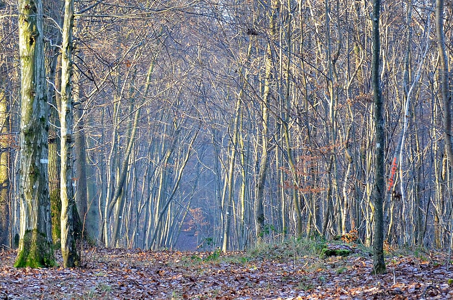 forest, trees, nature, landscape, wood, environment, path, fall HD wallpaper