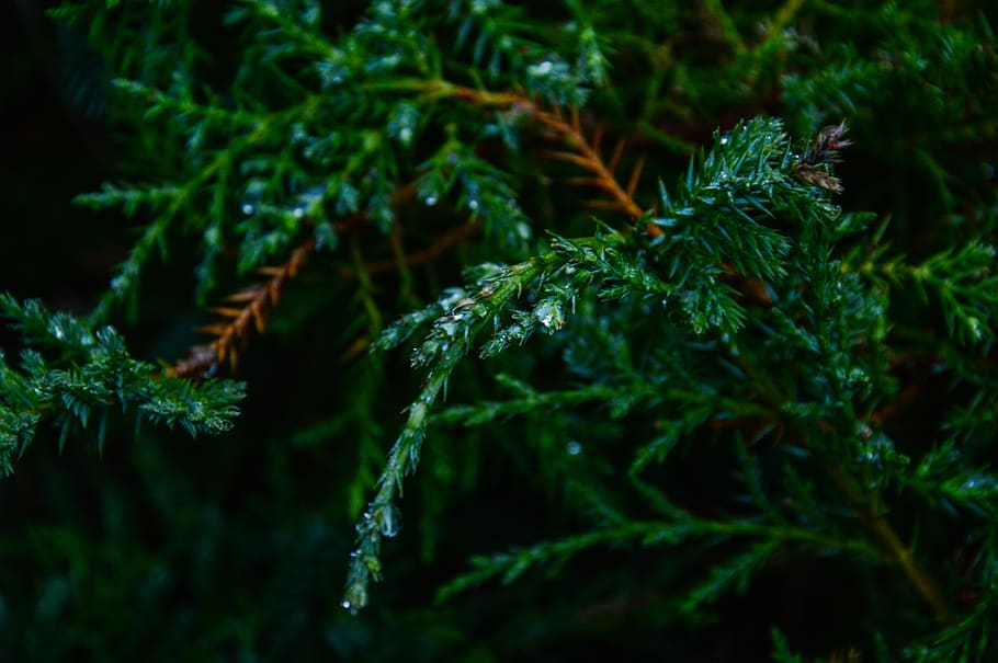 green, trees, leaves, branches, nature, green color, plant HD wallpaper