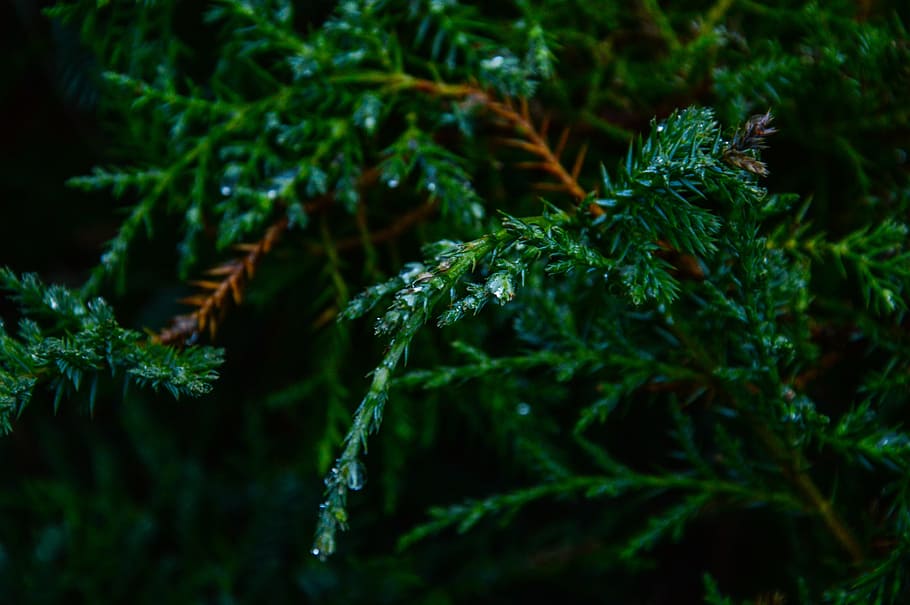 plants, green, tree, branches, leaf, green color, nature, beauty in nature HD wallpaper