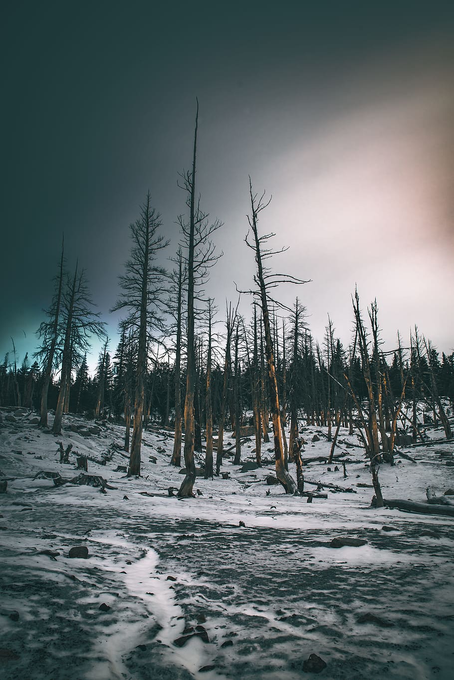 brown bare trees, night, star, sky, wanderlust, explore, travel HD wallpaper