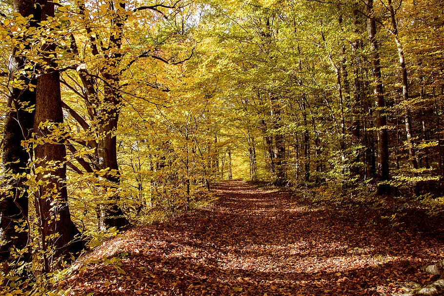 deciduous forest, autumn, fall color, trees, leaves, landscape HD wallpaper