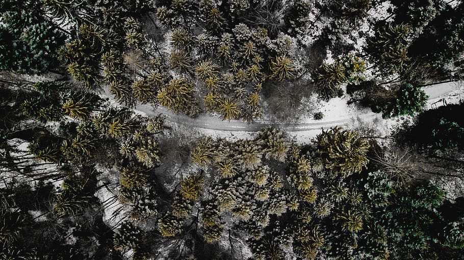 forest, drone, landscape, air, trees, green, top, snow, winter HD wallpaper