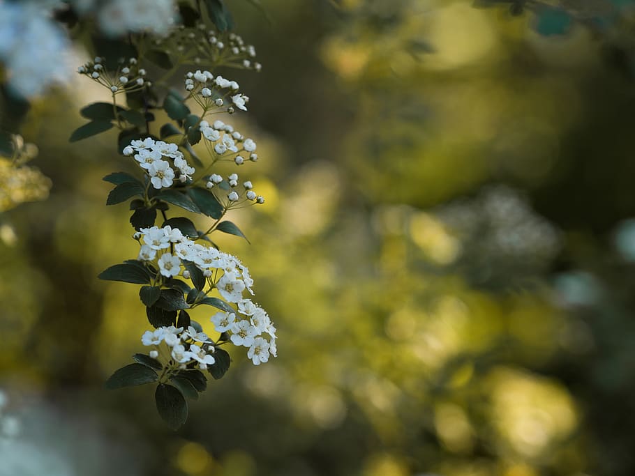 white petaled flowers, flora, blossom, plant, tree, food, grapes HD wallpaper
