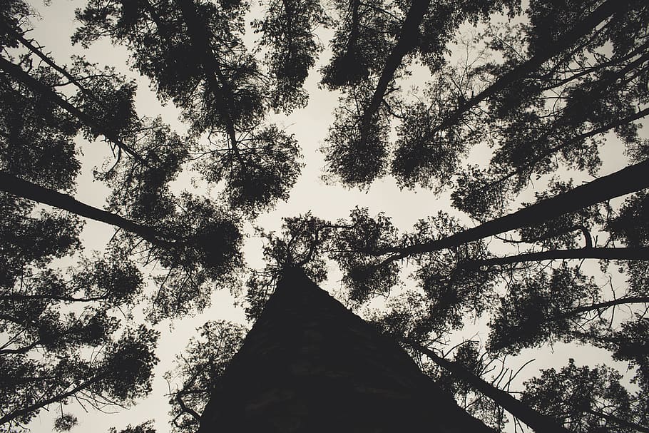 bavaria, biotope, branches, clouds, conifer, deciduous, ecological HD wallpaper