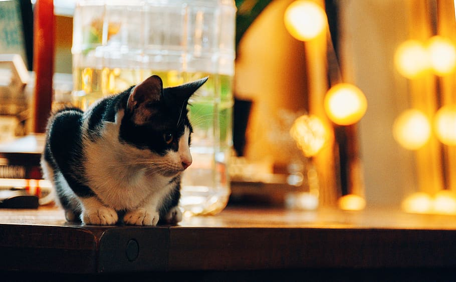cat, cute, animal, young, kitty, curious, little, funny, playful HD wallpaper