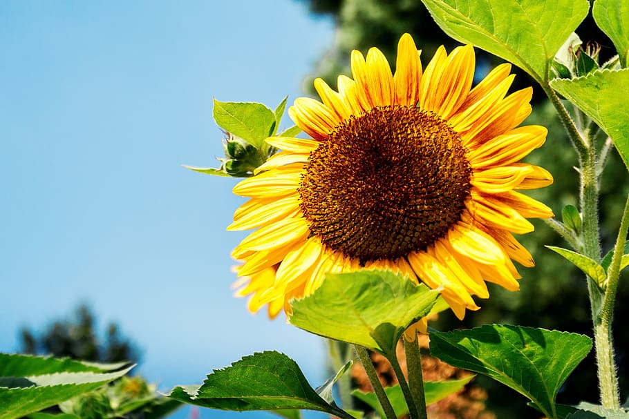 Garden of sunflowers at summer. Detail of sunflower, plant, flowering plant HD wallpaper