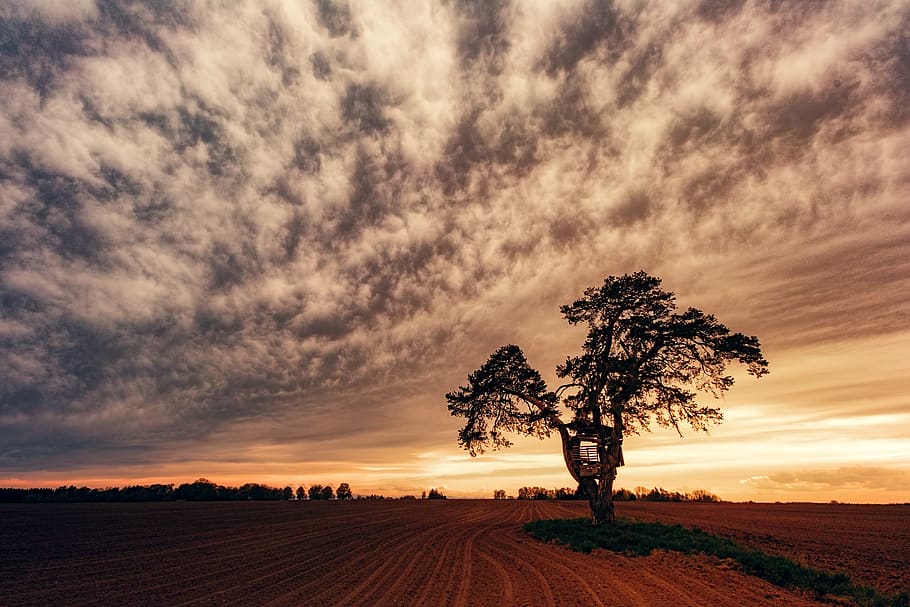 nature, tree, sunset, sky, landscape, dawn, panorama, dusk HD wallpaper