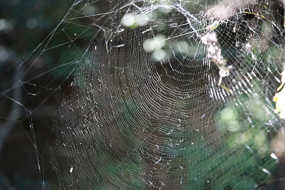 spider, spider web, nature, macro, scary, fragility, close-up, HD wallpaper