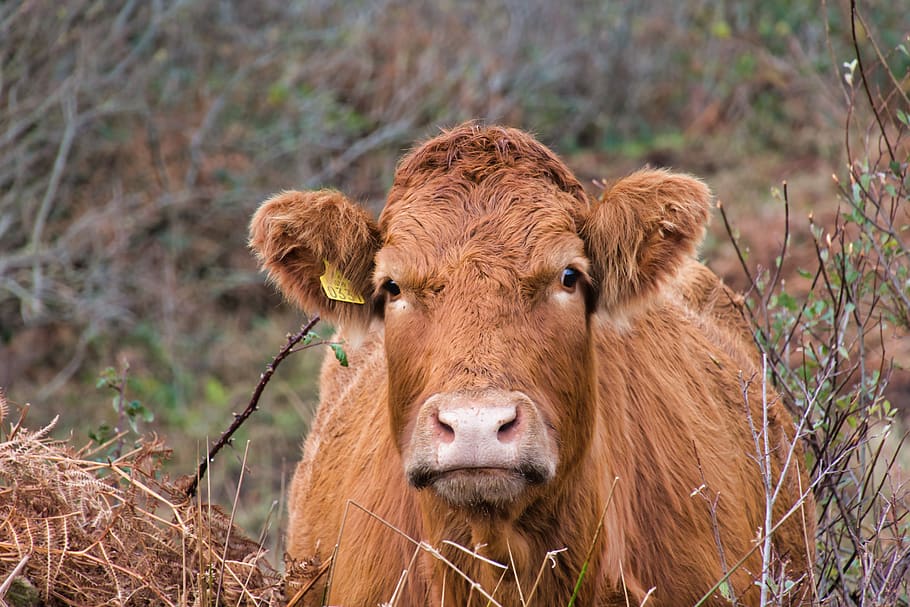 Жвачные животные. Картинка Brown Cow. Cow 2 heads.