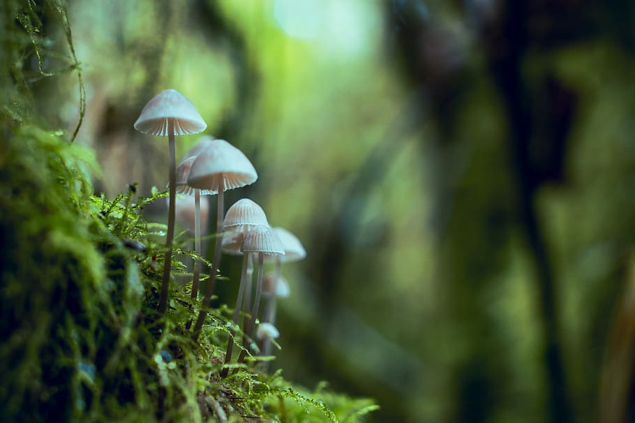 Shallow Focus Photography of Mushrooms, 4k wallpaper, blur, close-up