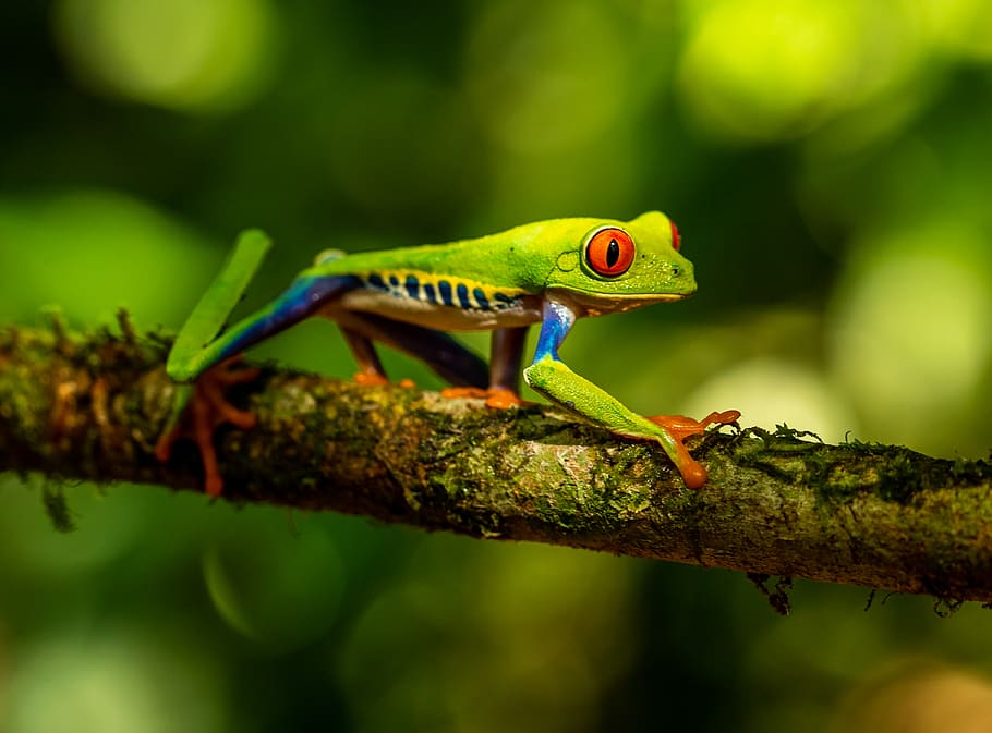 green frog on tree branch, animal, lizard, reptile, wildlife, HD wallpaper