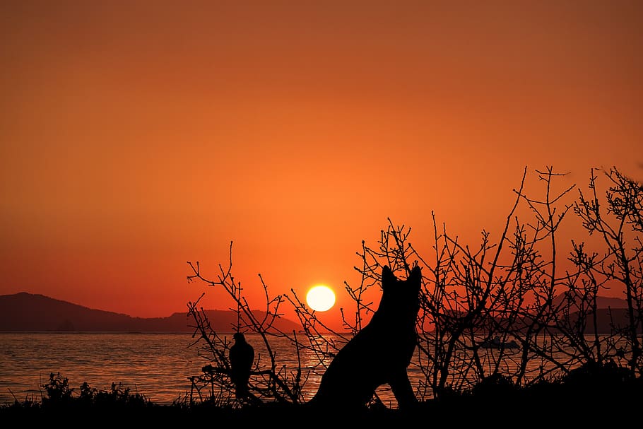 sunset, ocean, dog, sea, water, twilight, evening, nature, calm HD wallpaper
