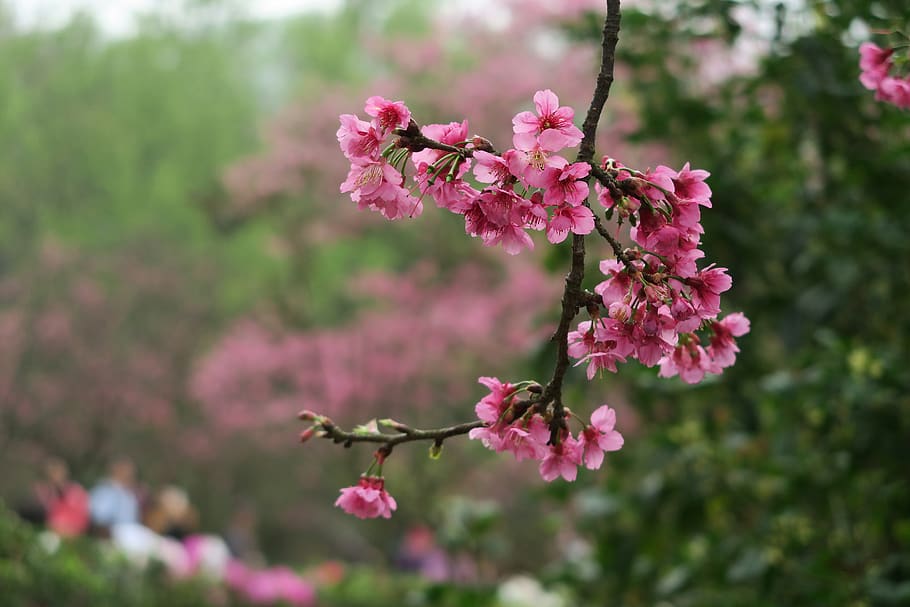 flower, nature, tree, plant, flowering plant, fragility, vulnerability HD wallpaper