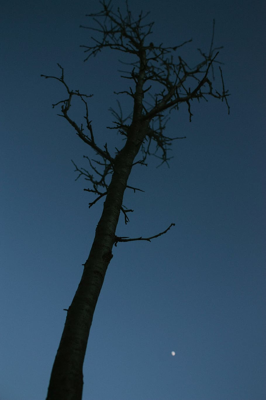 night, nightscape, tree, moon, nature, sky, bare tree, plant HD wallpaper