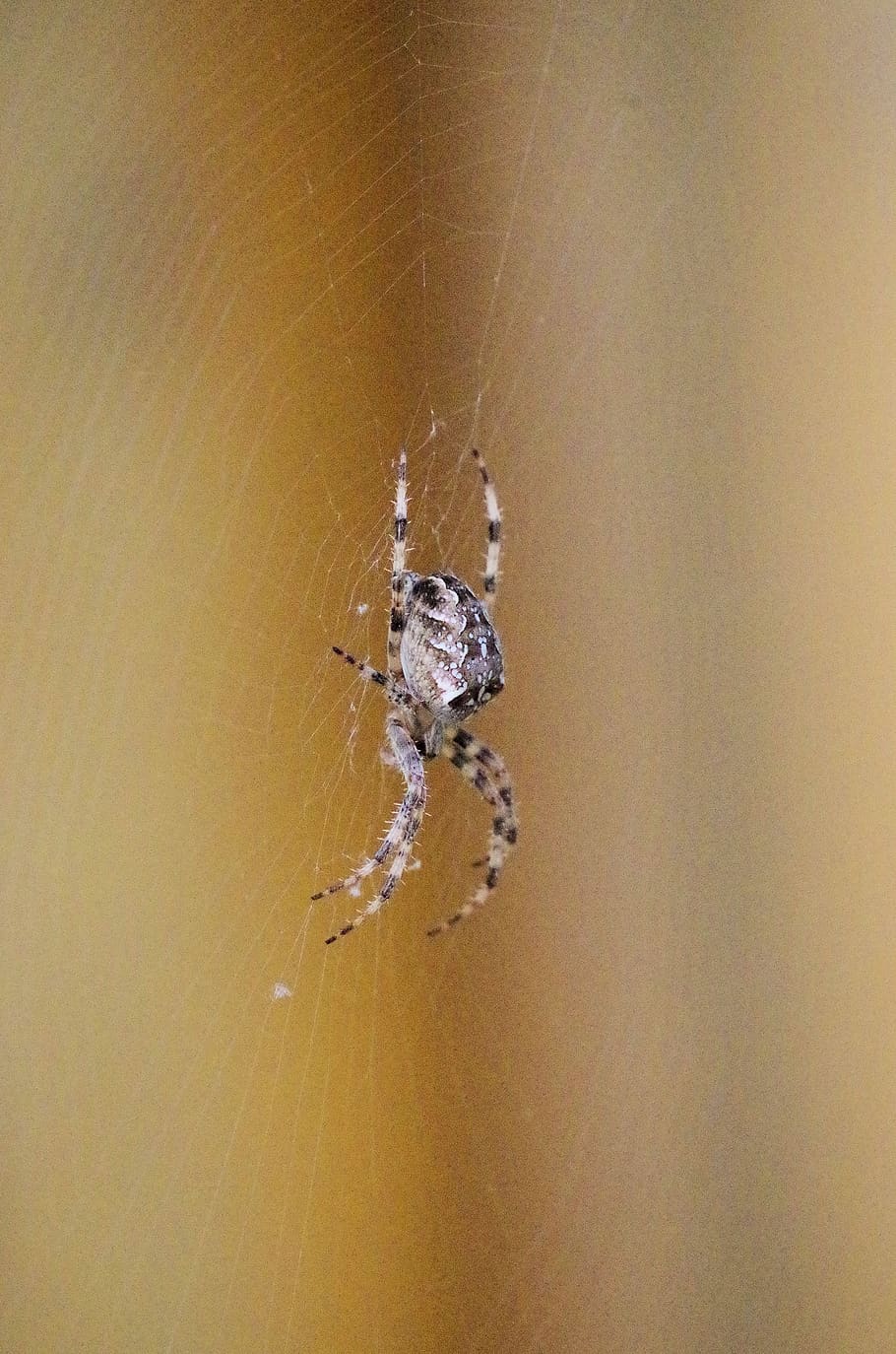 spider, araneus, cobweb, close up, nature, animal, spin threads, HD wallpaper