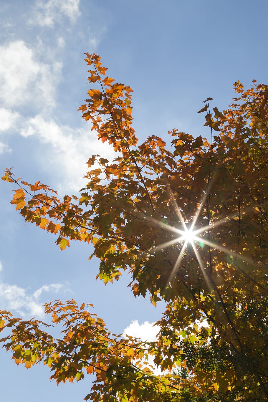 canada, uxbridge, sky, tree, low angle view, plant, sunlight HD wallpaper