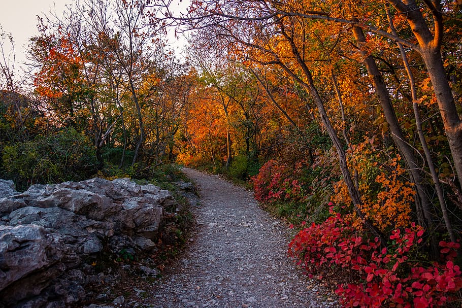 gray pathway surrounded by trees during daytime, gravel, dirt road HD wallpaper
