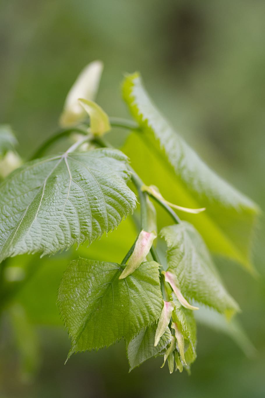 leaf, plant, veins, green, linden tree, garden, buds, bokeh HD wallpaper