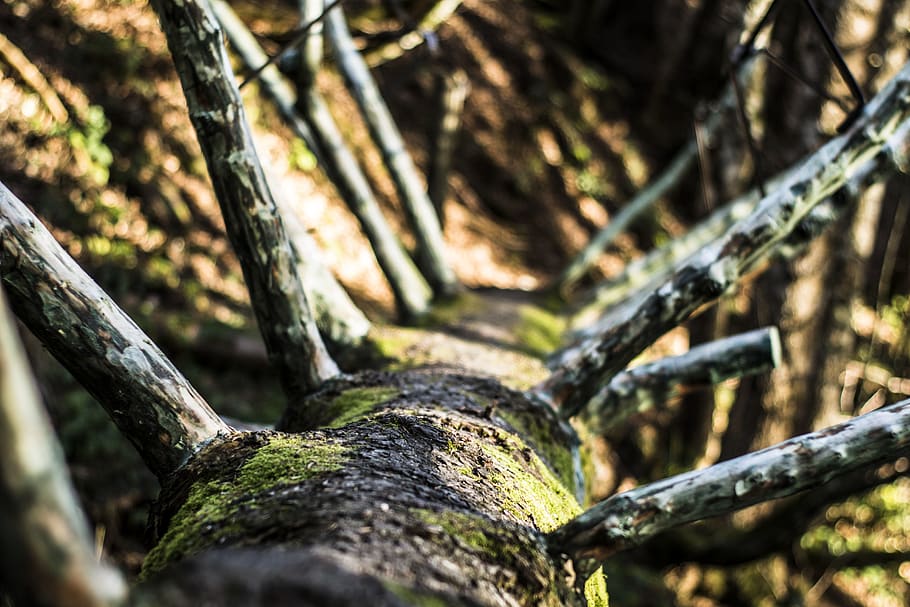 germany, reit im winkl, forest, tree, plant, selective focus HD wallpaper