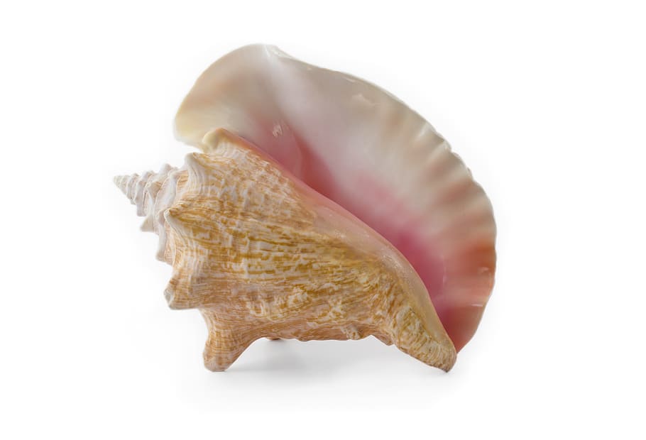 conch, shell, seashell, beach, coastal, vacation, conch shell HD wallpaper