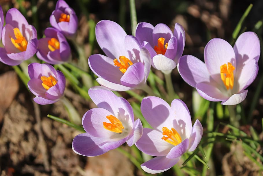 crocus, spring, lenz, early bloomer, violet, garden, field HD wallpaper