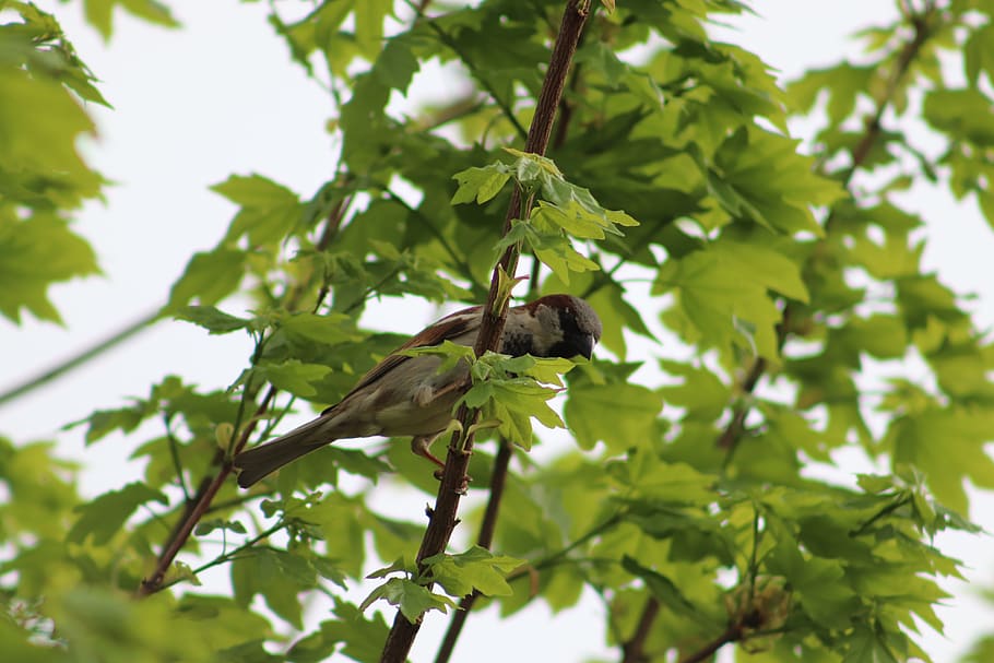 brown bird perching on tree, animal, leaf, plant, accipiter, finch HD wallpaper