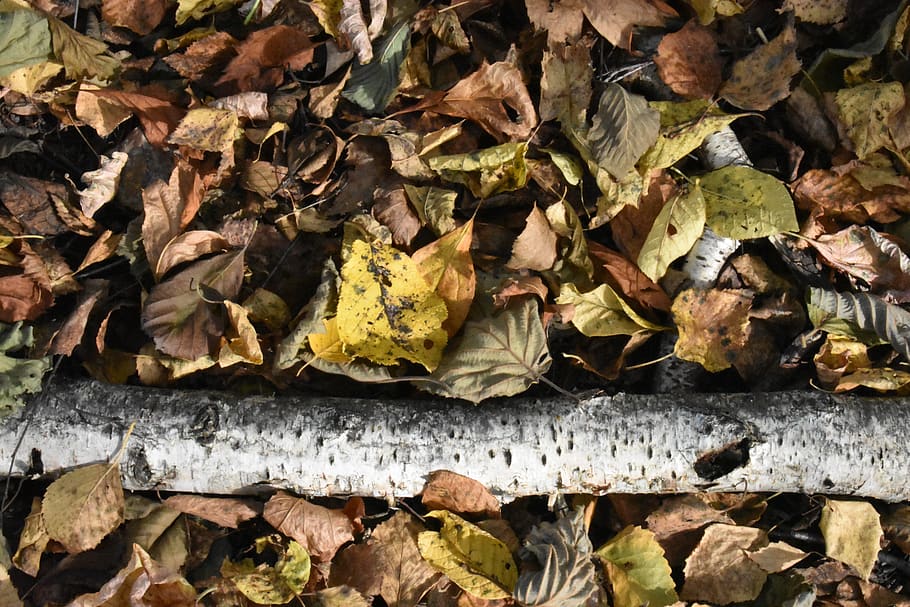 foliage, leaves, fallen, background, texture, nature, template HD wallpaper