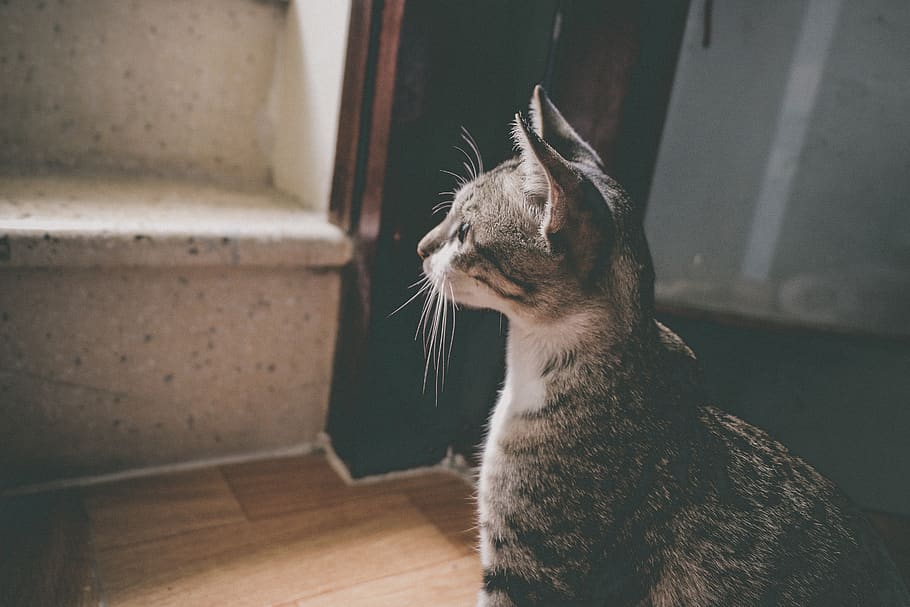 mammal, domestic, domestic cat, domestic animals, pets, animal themes HD wallpaper