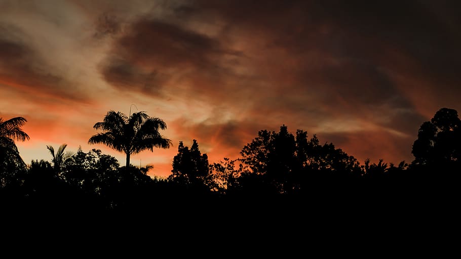 horizon, clouds, sunset, sunrise, palm tree, angels, heaven HD wallpaper