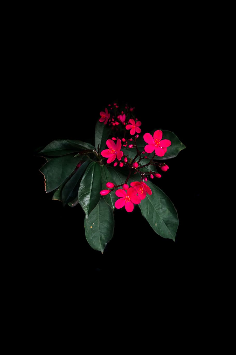 flowering plant, beauty in nature, leaf, vulnerability, plant part HD wallpaper