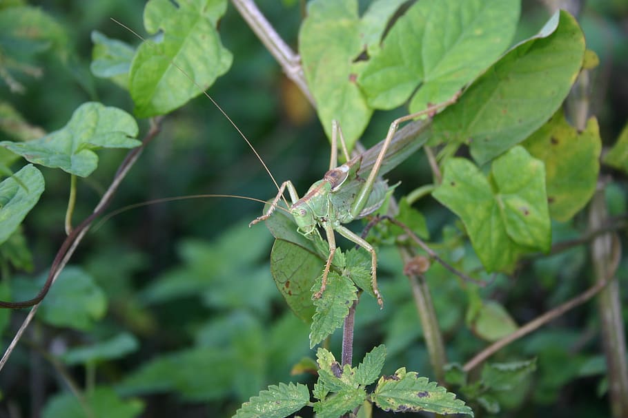 grasshopper, nature, forest, leaf, plant part, green color HD wallpaper