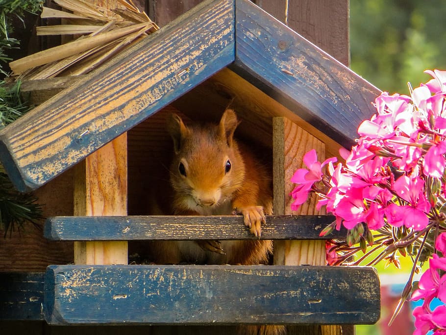 squirrel, wild, flower, garden, animal, nature, house, tree HD wallpaper