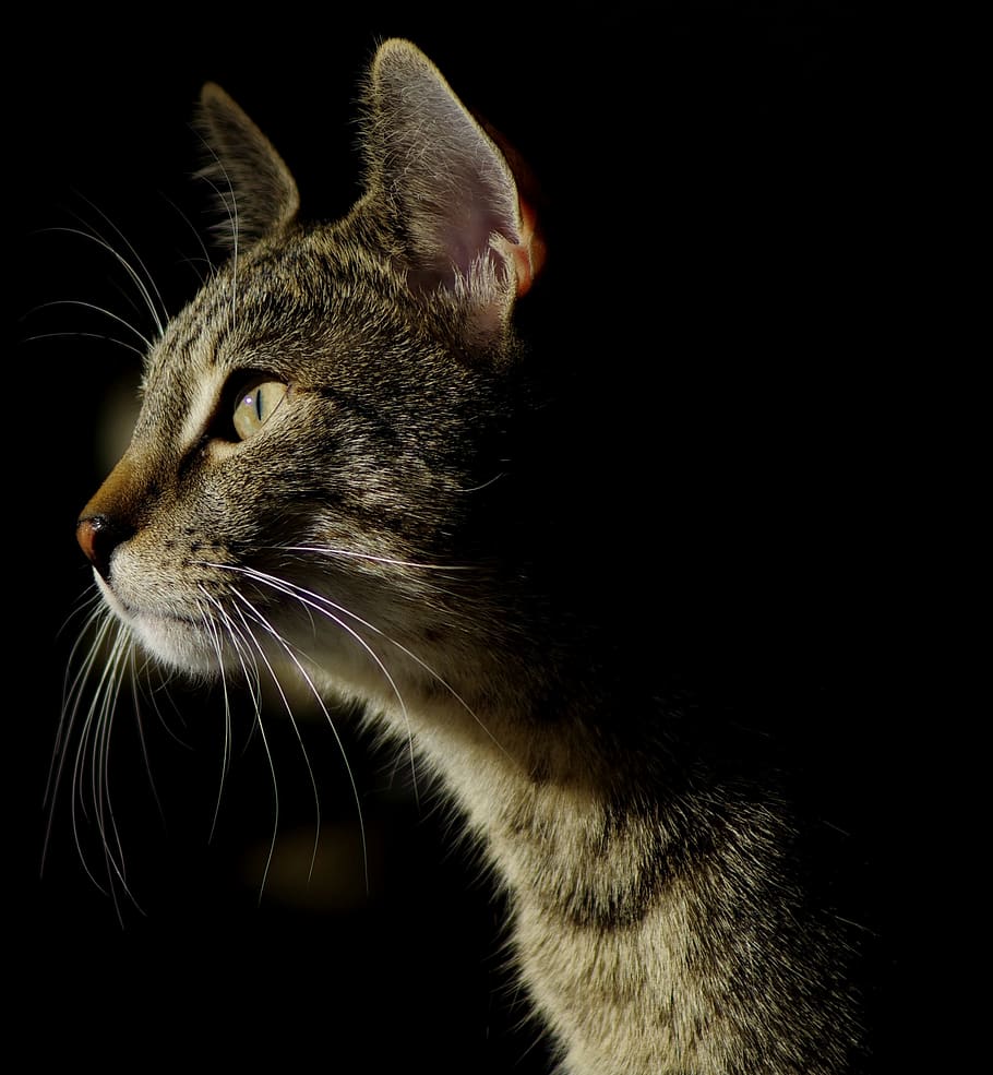 cat, fur, kitten, mammal, feline, animal themes, one animal HD wallpaper