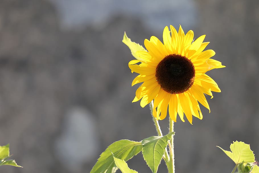 decorative sunflower, plant, bloom, yellow, green, summer, decoration HD wallpaper