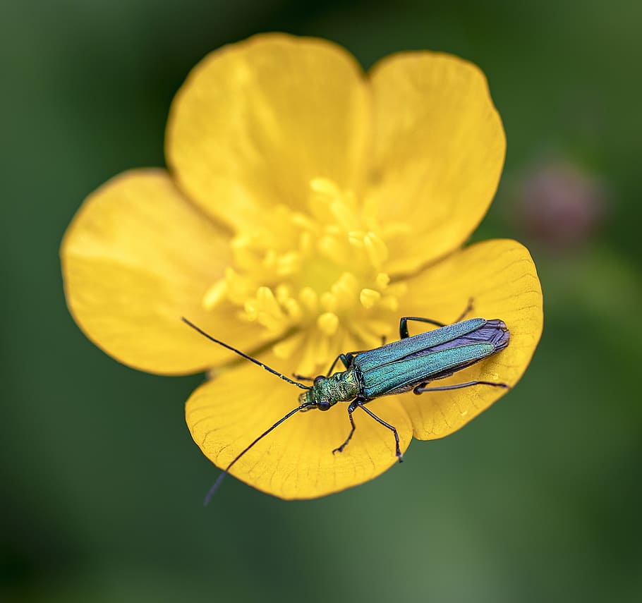 beetle, pollen, legs, metallic, insect, nature, bloom, spring HD wallpaper
