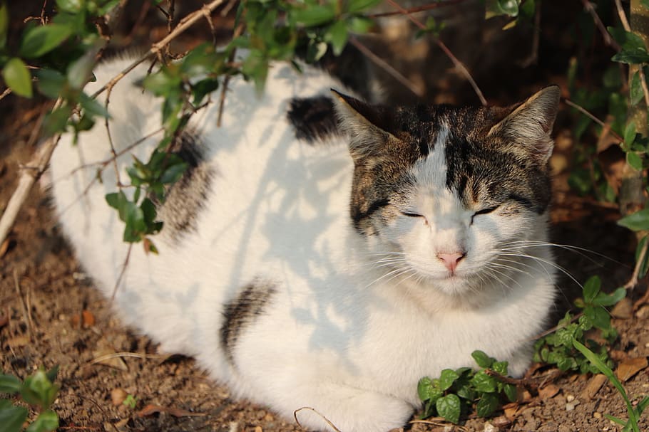 beautiful, cat, pose, sleep, animal, animals, istanbul, kitty HD wallpaper