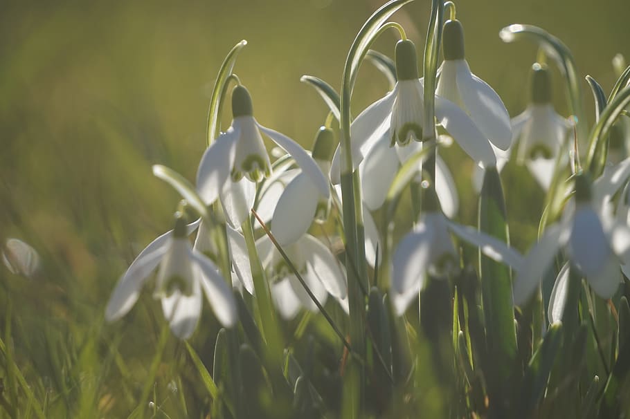 ostergloeckchen, spring, easter, flowers, plant, nature, daffodil HD wallpaper