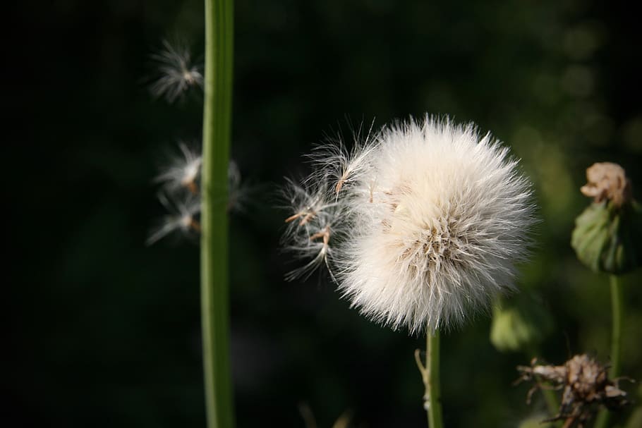 thistle, dandelion, flying seeds, screen pilot, autumn, plant HD wallpaper