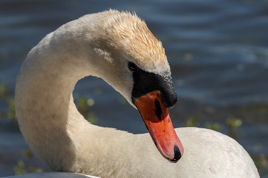 swan, bird, waterfowl, animals in the wild, animal wildlife HD wallpaper