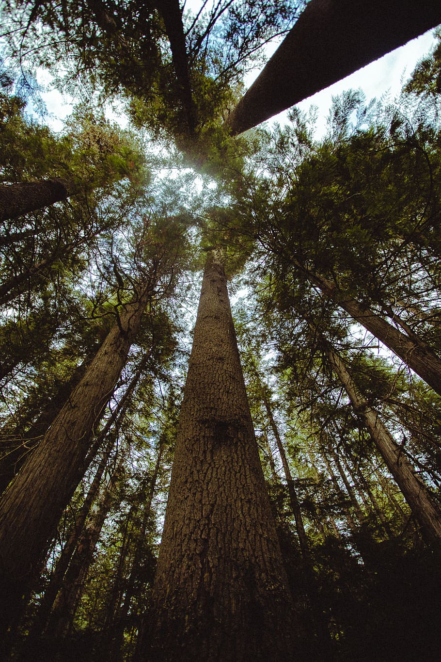 tall green trees during daytime, low angle view, plant, tree trunk HD wallpaper