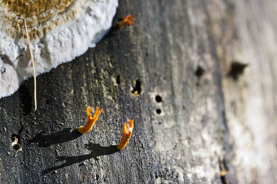 macro, tree, mushroom, outdoor, forest, fungi, bark, guido HD wallpaper
