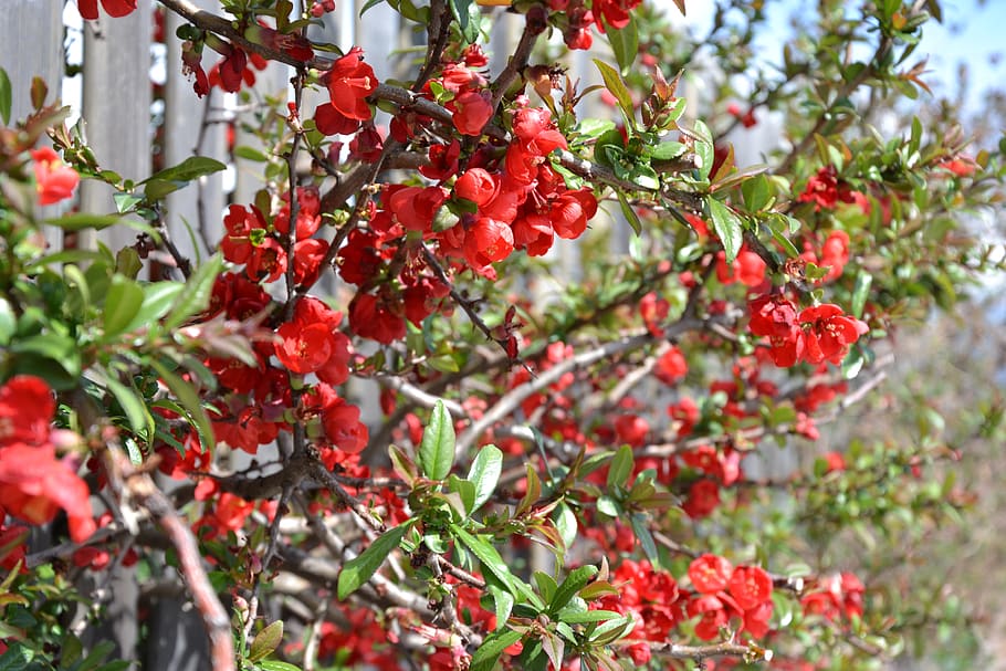 bush, red, flowers, growth, plant, fruit, healthy eating, food and drink HD wallpaper